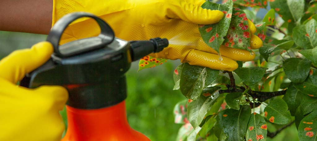 fungicidas e insecticidas