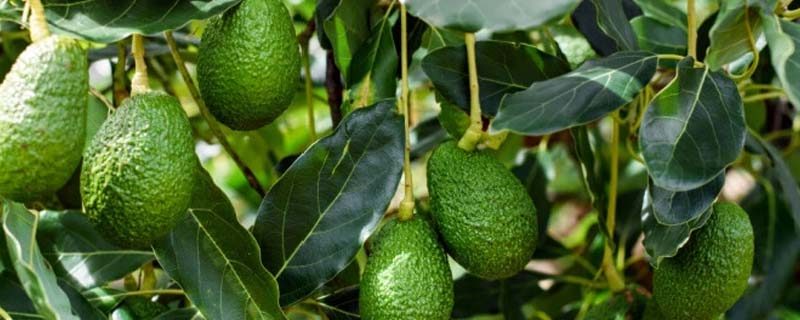 cultivo de aguacate
