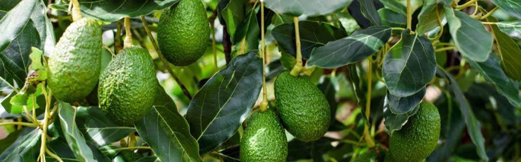 cultivo de aguacate