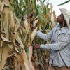 Producir maíz