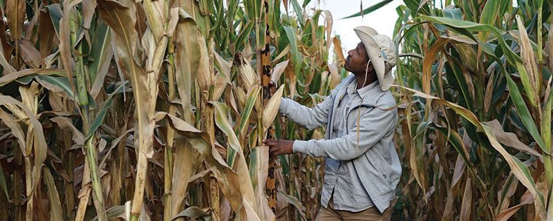 Producir maíz