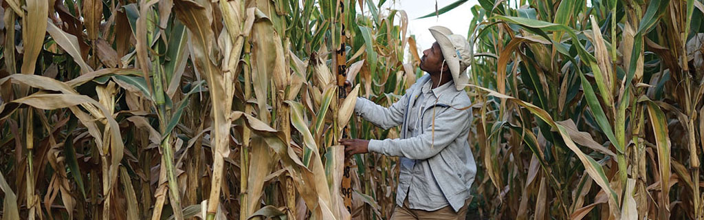 Producir maíz