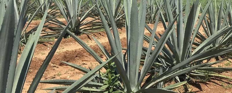 agave en méxico