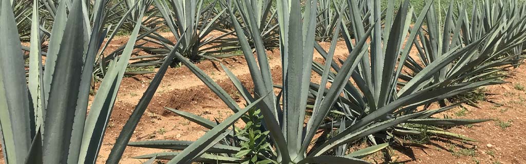 agave en méxico