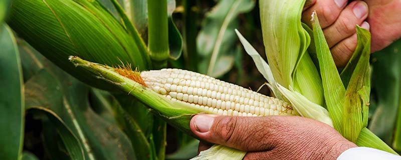 agricultura centro de méxico