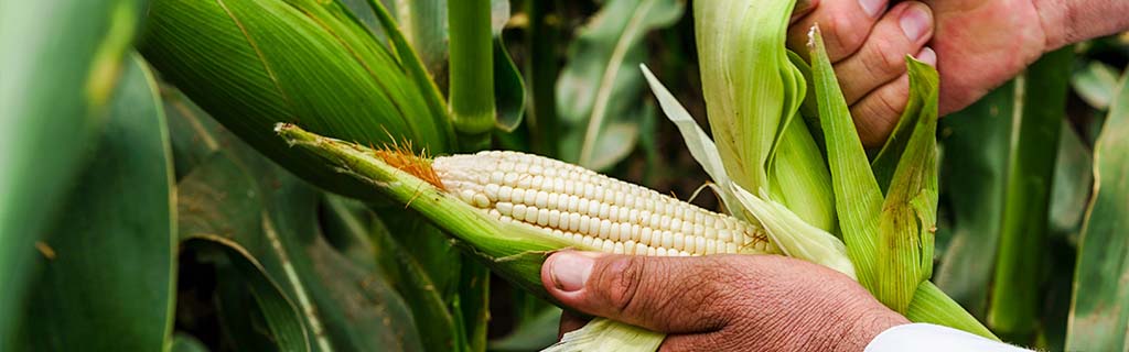 agricultura centro de méxico