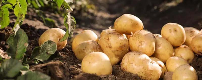 cultivo de papa en nuevo león