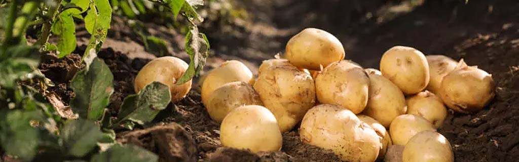 cultivo de papa en nuevo león