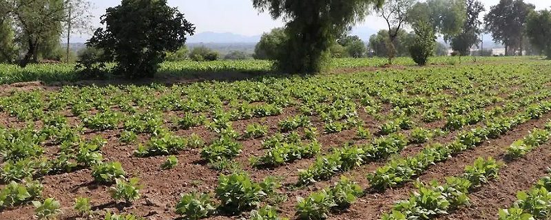 agricultura en Chihuahua