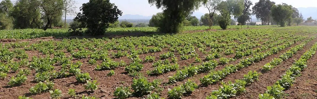 agricultura en Chihuahua
