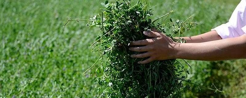 producción de forrajes