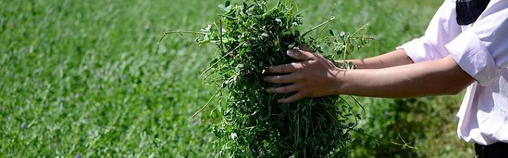 producción de forrajes