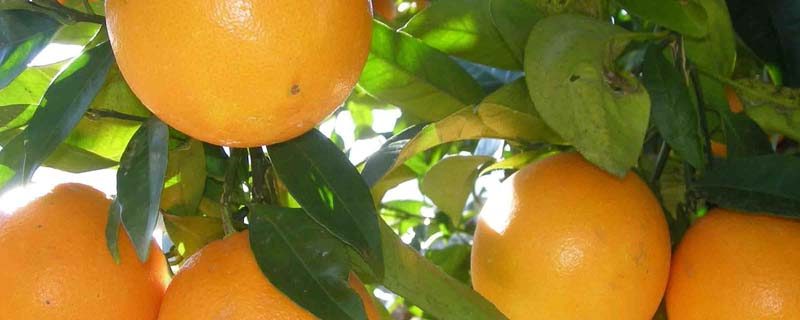 cítricos nuevo león