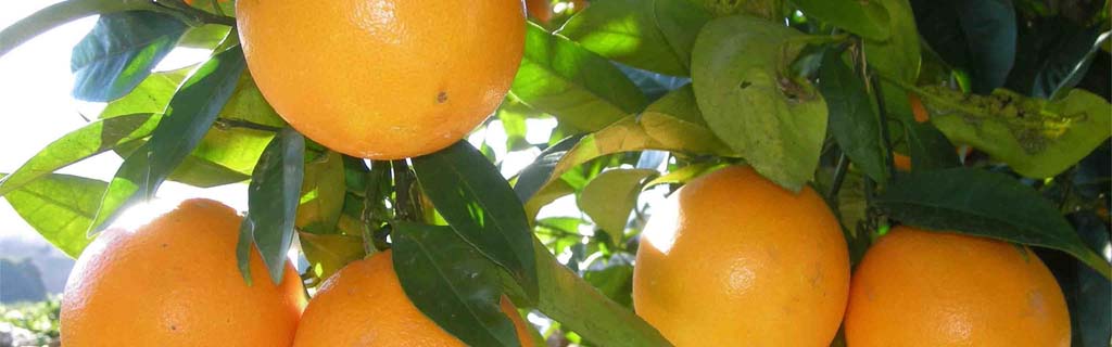 cítricos nuevo león