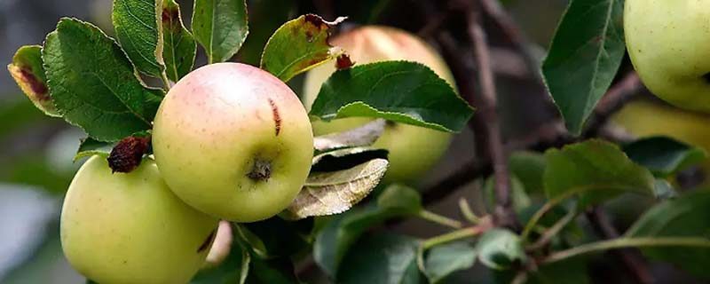 manzana