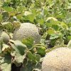 melón