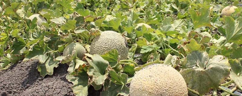 melón