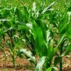 fertilizantes