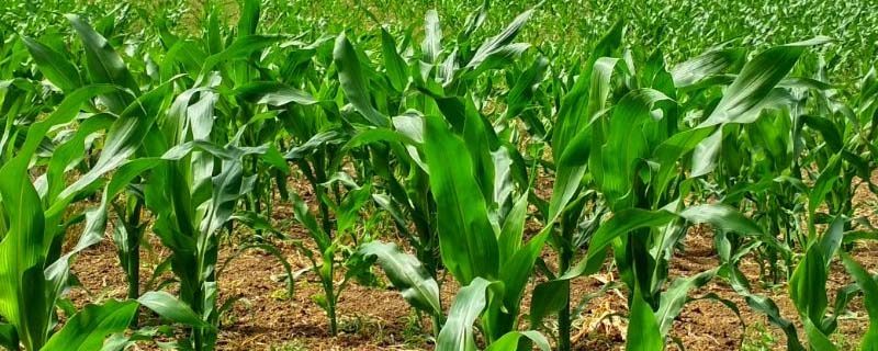 fertilizantes
