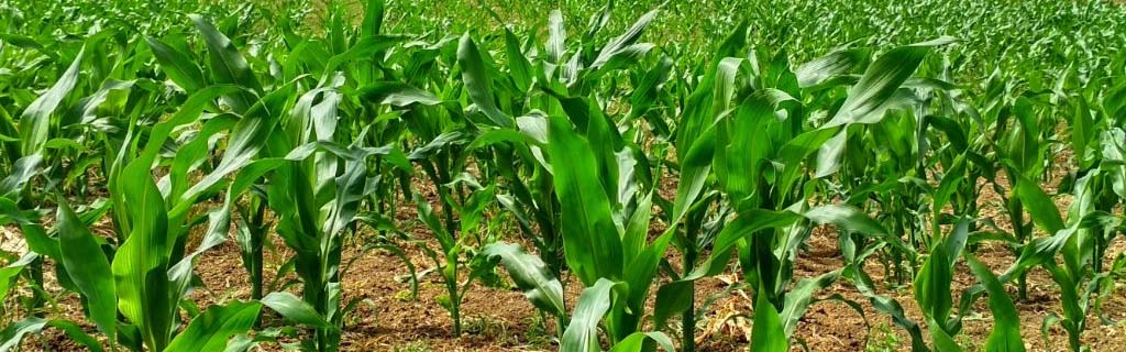 fertilizantes