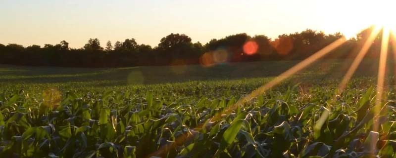insumos agrícolas