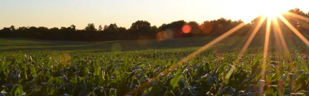 insumos agrícolas