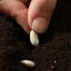 biofertilizantes agrícolas