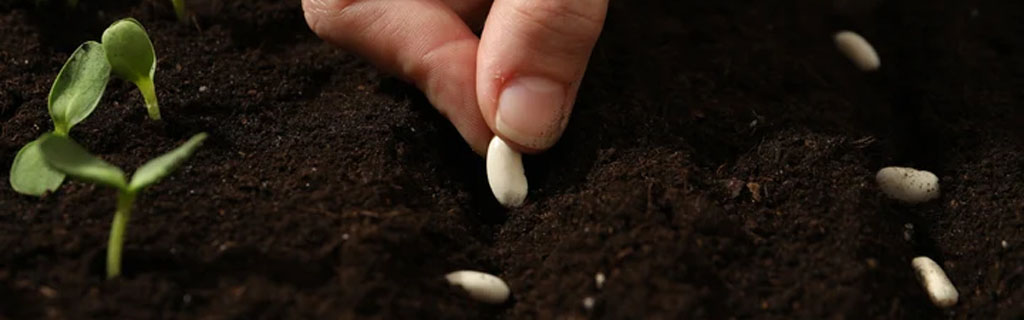 biofertilizantes agrícolas